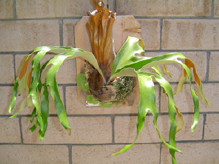 Platycerium African Oddity hybrid